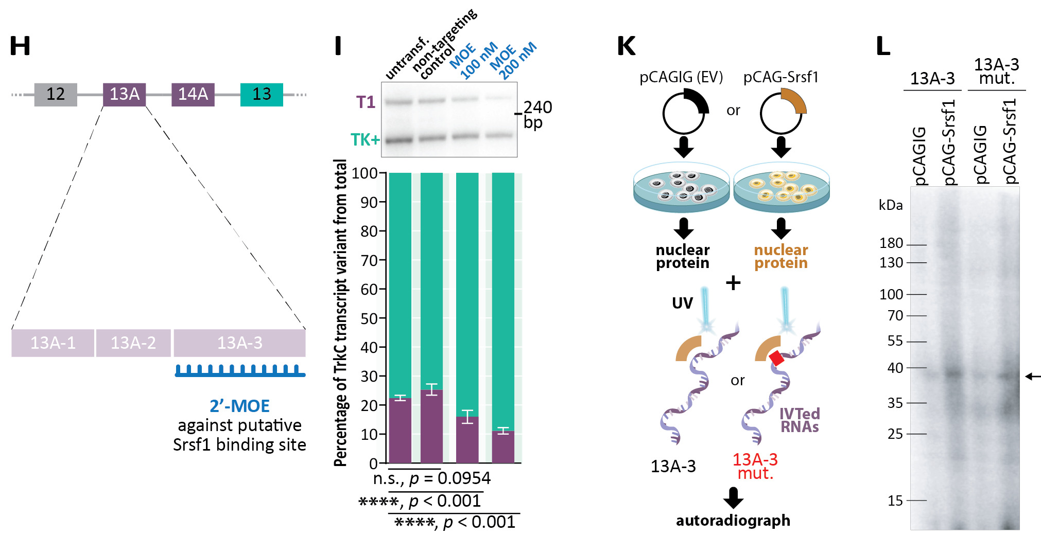 Data viz from the publication resulting from my PhD thesis. Full article: https://doi.org/10.1093/nar/gkad703