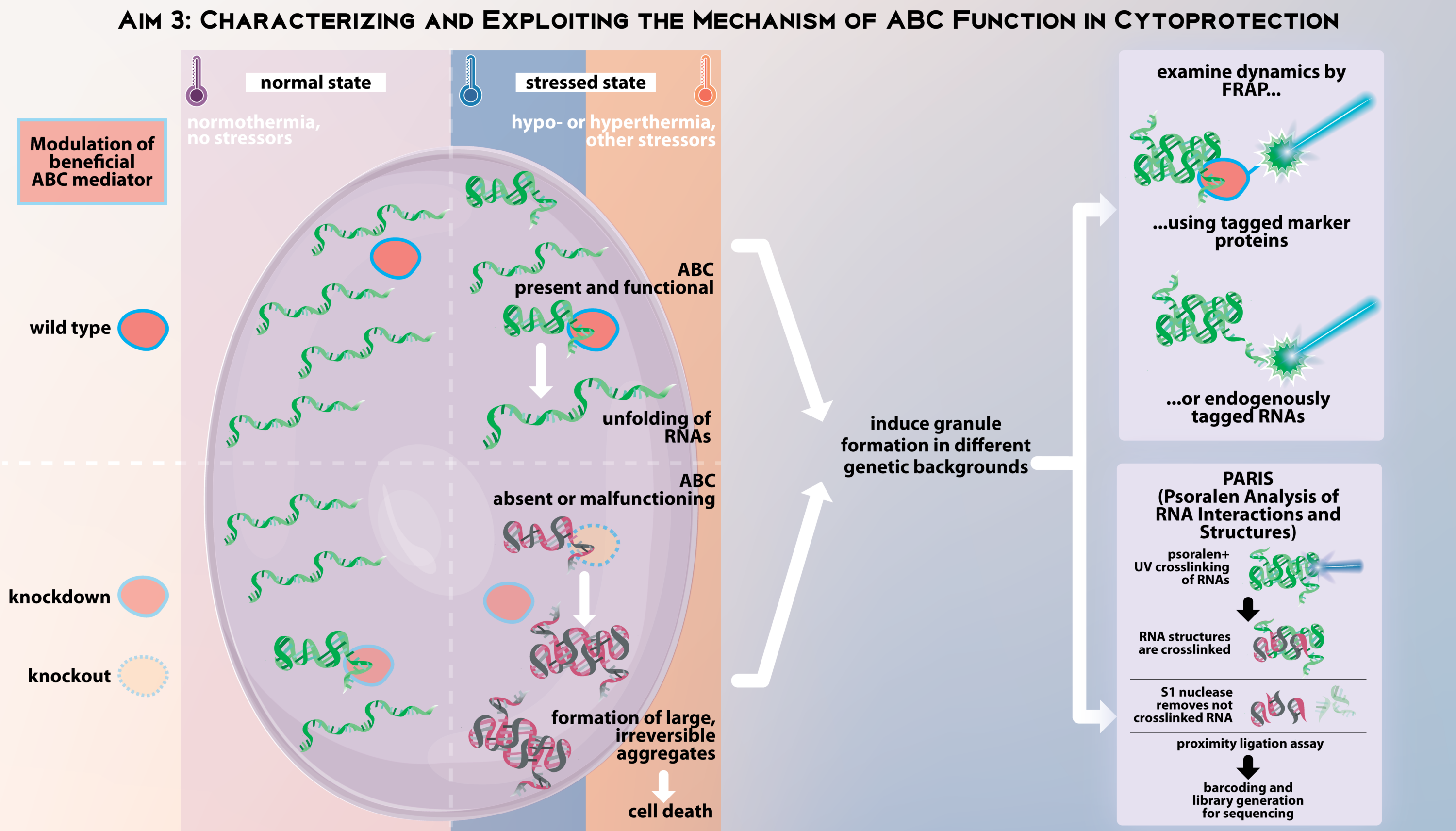 Flow diagram I designed for a research funding application.