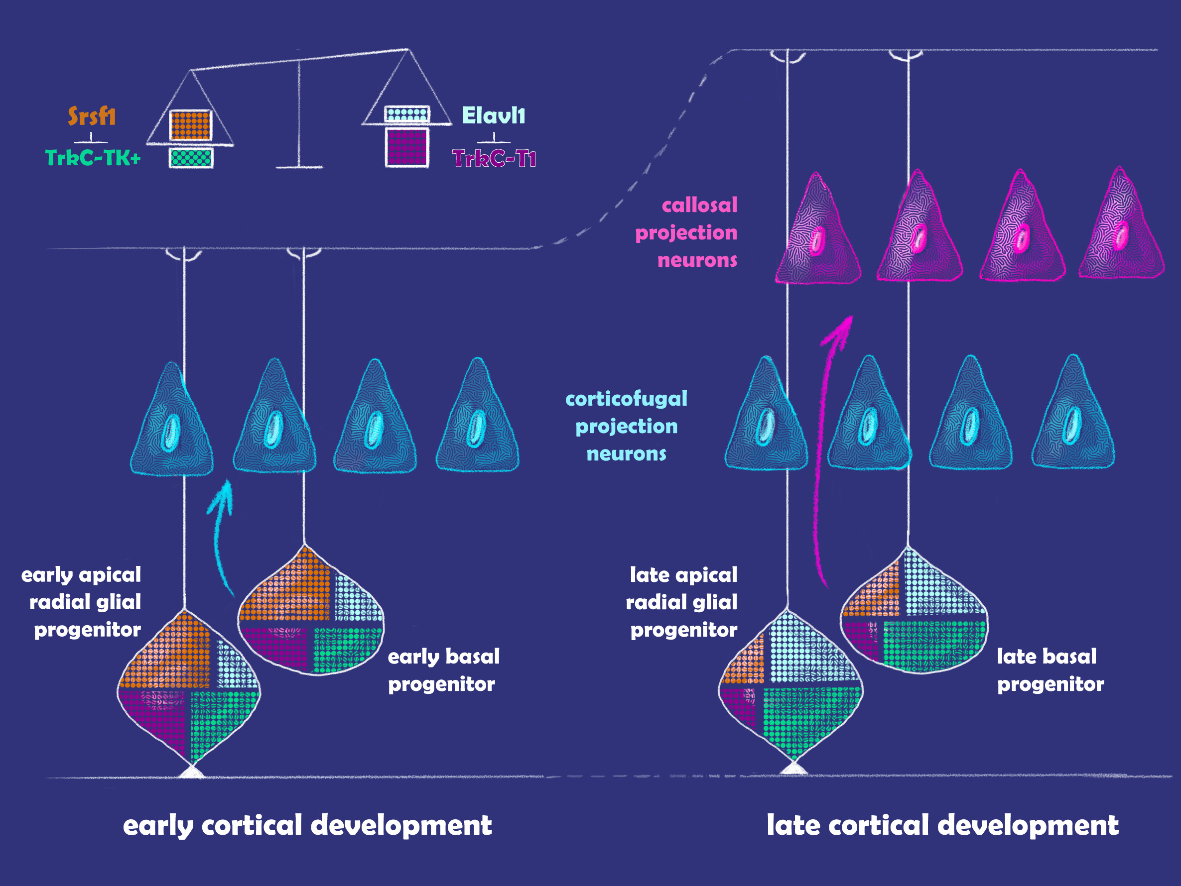 Graphical abstract of the publication resulting from my PhD thesis. Full article: https://doi.org/10.1093/nar/gkad703