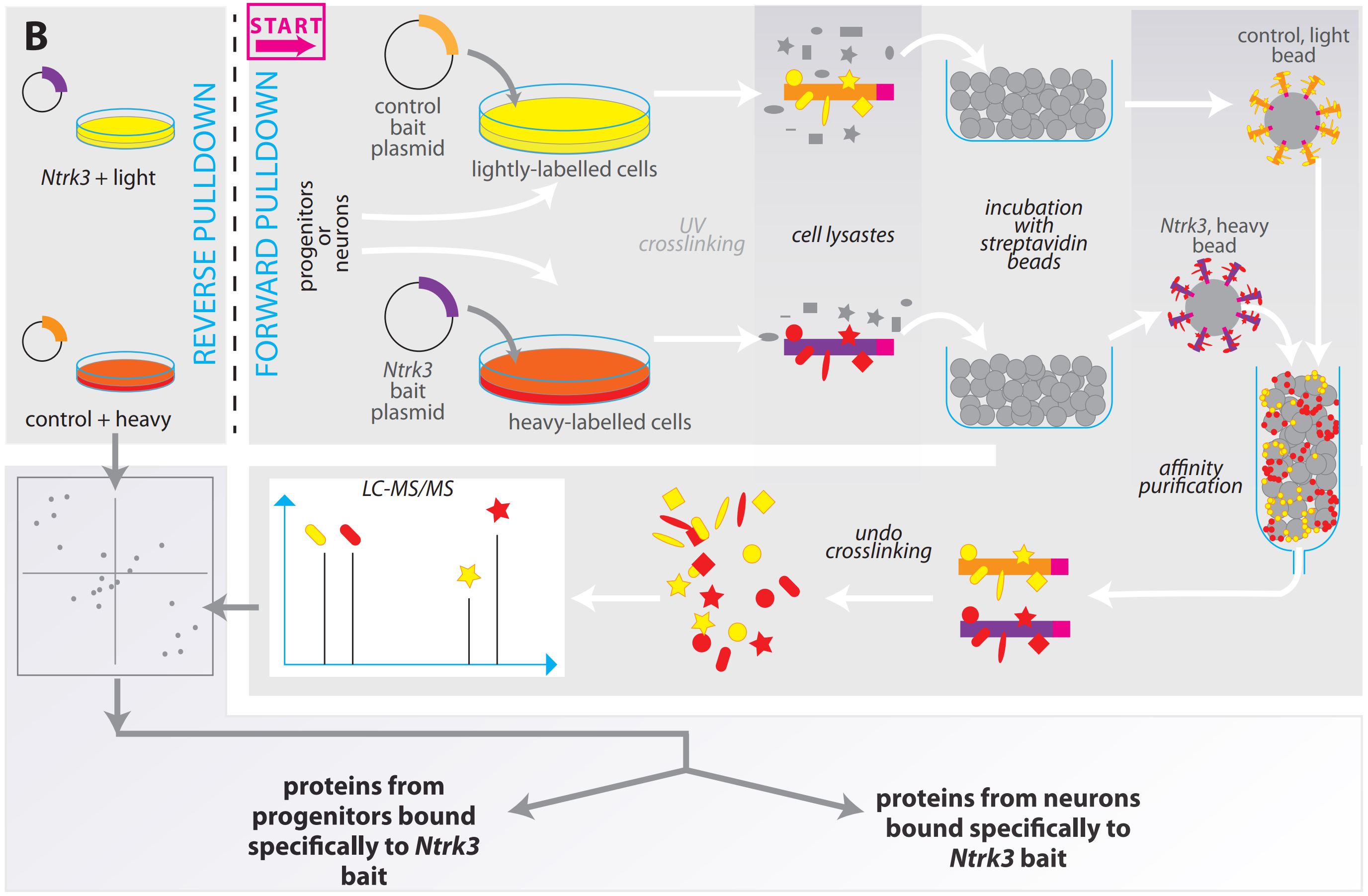 Flow diagram for my Boehringer Ingelheim Fellowship application (it was successful :) )