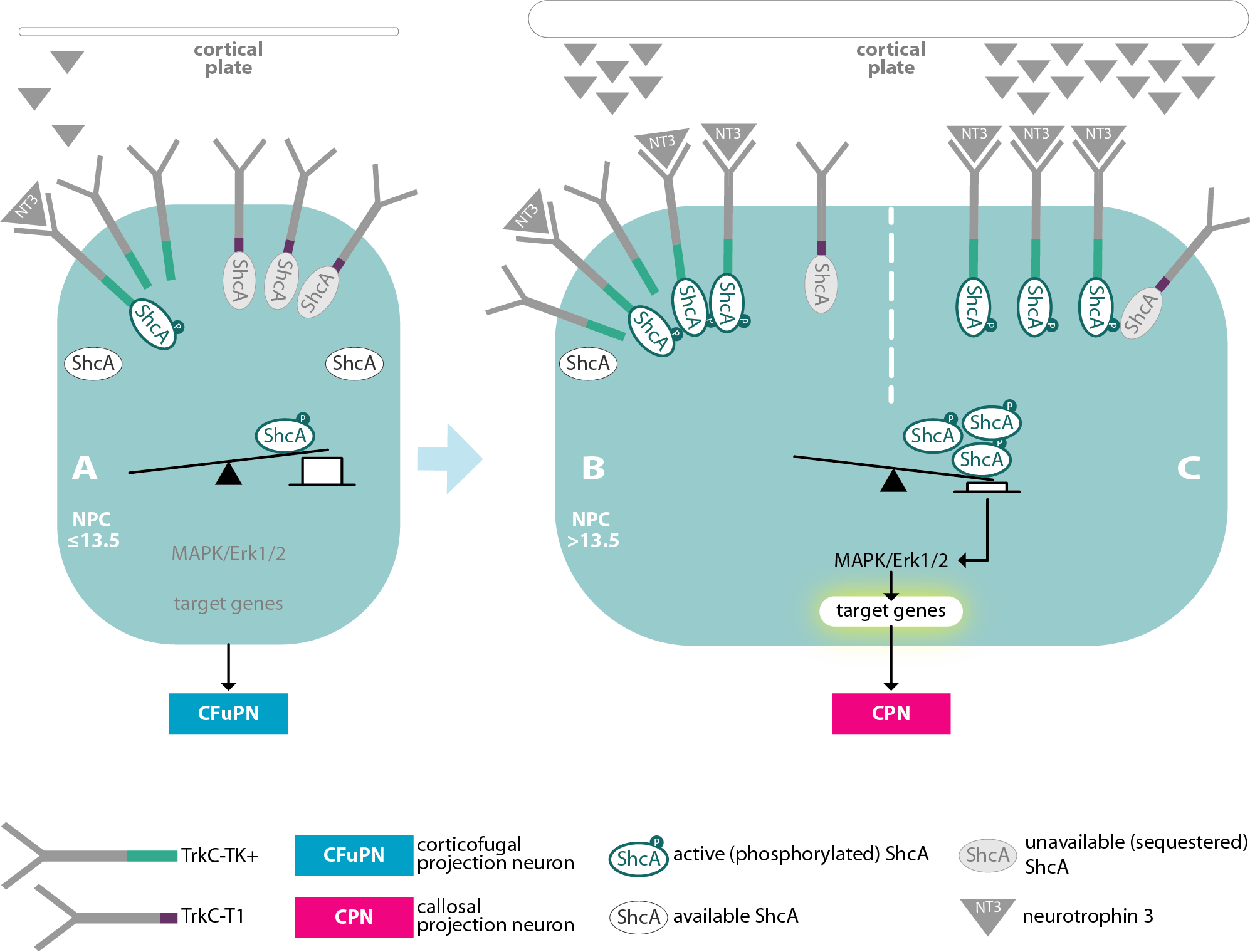 Summary illustration from my PhD thesis. This shows how the levels of a particular receptor could influence the signals sent into stem cells, and how that could change the kinds of neurons they produce.